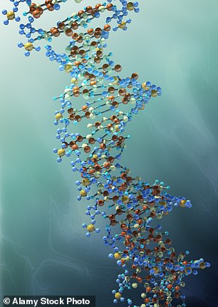 Dawkins said that human genetic evolution is not happening as fast as cultural evolution. Above is a model of a DNA strand