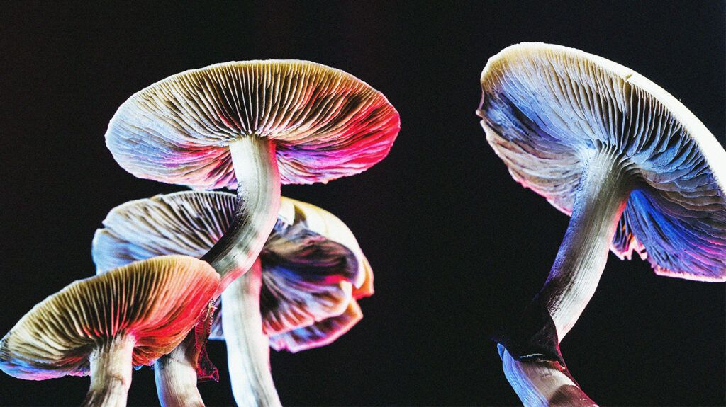 Four Mexican magic mushrooms, psilocybe cubensis, whose main active ingredients are psilocybin and psilocin