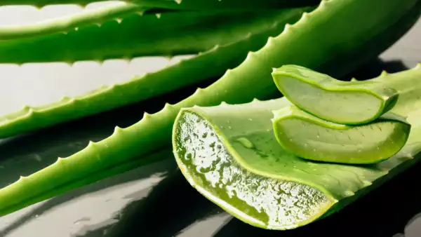 Aloe vera